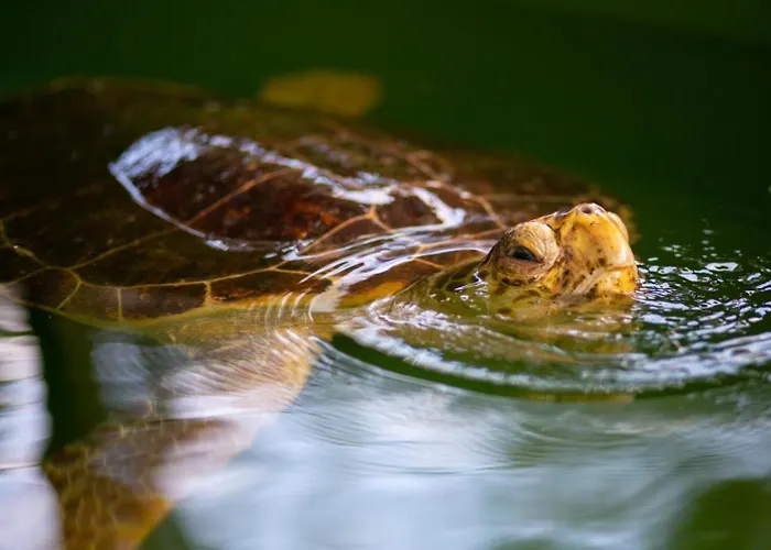Casa de Férias Asli Paradise